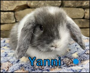 Holland Lop, Ava and Kiano's VC Magpie Buck-Yanni