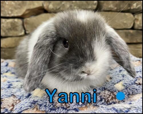 Holland Lop, Ava and Kiano's VC Magpie Buck-Yanni