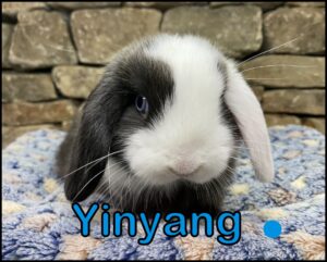 Holland Lop, Ava and Kiano's VM, WE Black Buck-Yinyang