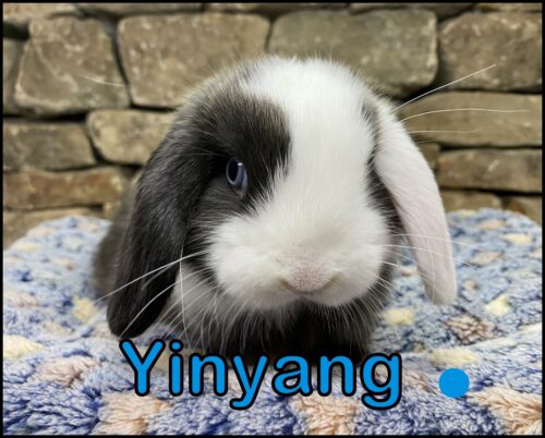 Holland Lop, Ava and Kiano's VM, WE Black Buck-Yinyang