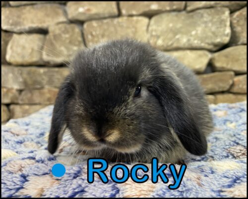 Holland Lop, Cinderella and Beaver's Black Otter Buck-Rocky