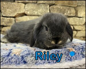 Holland Lop, Cinderella and Beaver's Black Otter Buck-Riley