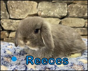 Holland Lop, Cinderella and Beaver's Chocolate Otter Buck-Reeces