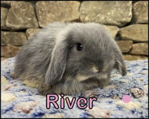 Holland Lop, Cinderella and Beaver's Blue Otter Doe-River
