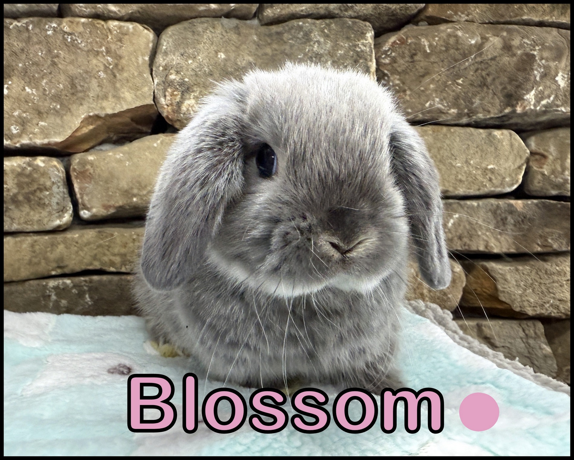Holland Lop, Minky & Captain’s VC Blue Otter Doe-Blossom