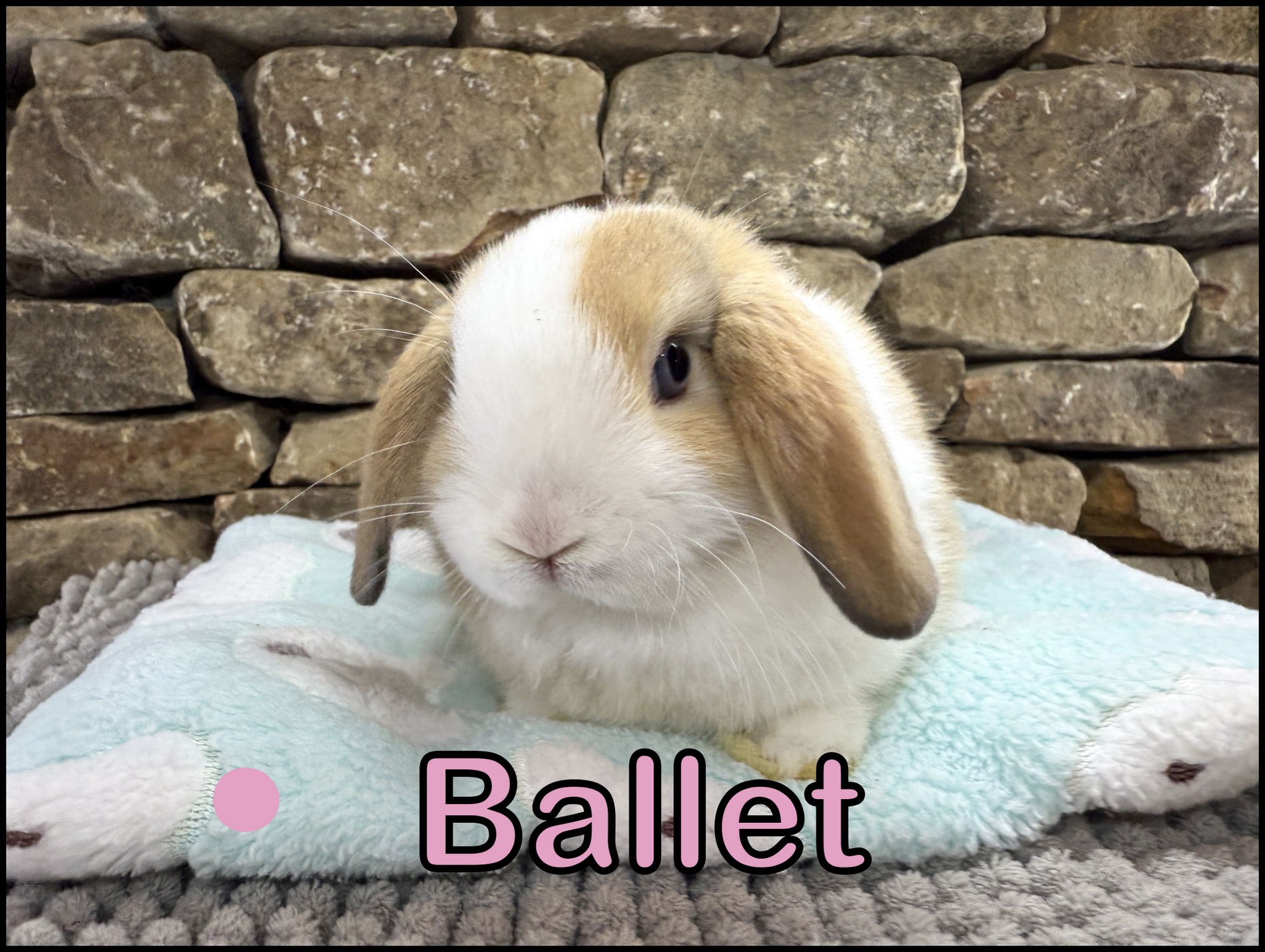 Holland Lop, Minky & Captain’s Marked VC Orange Doe-Ballet