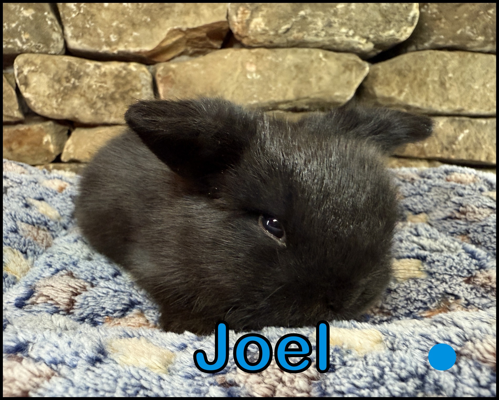 Holland Lop, Cinderella and Scooby’s Black Buck-Joel