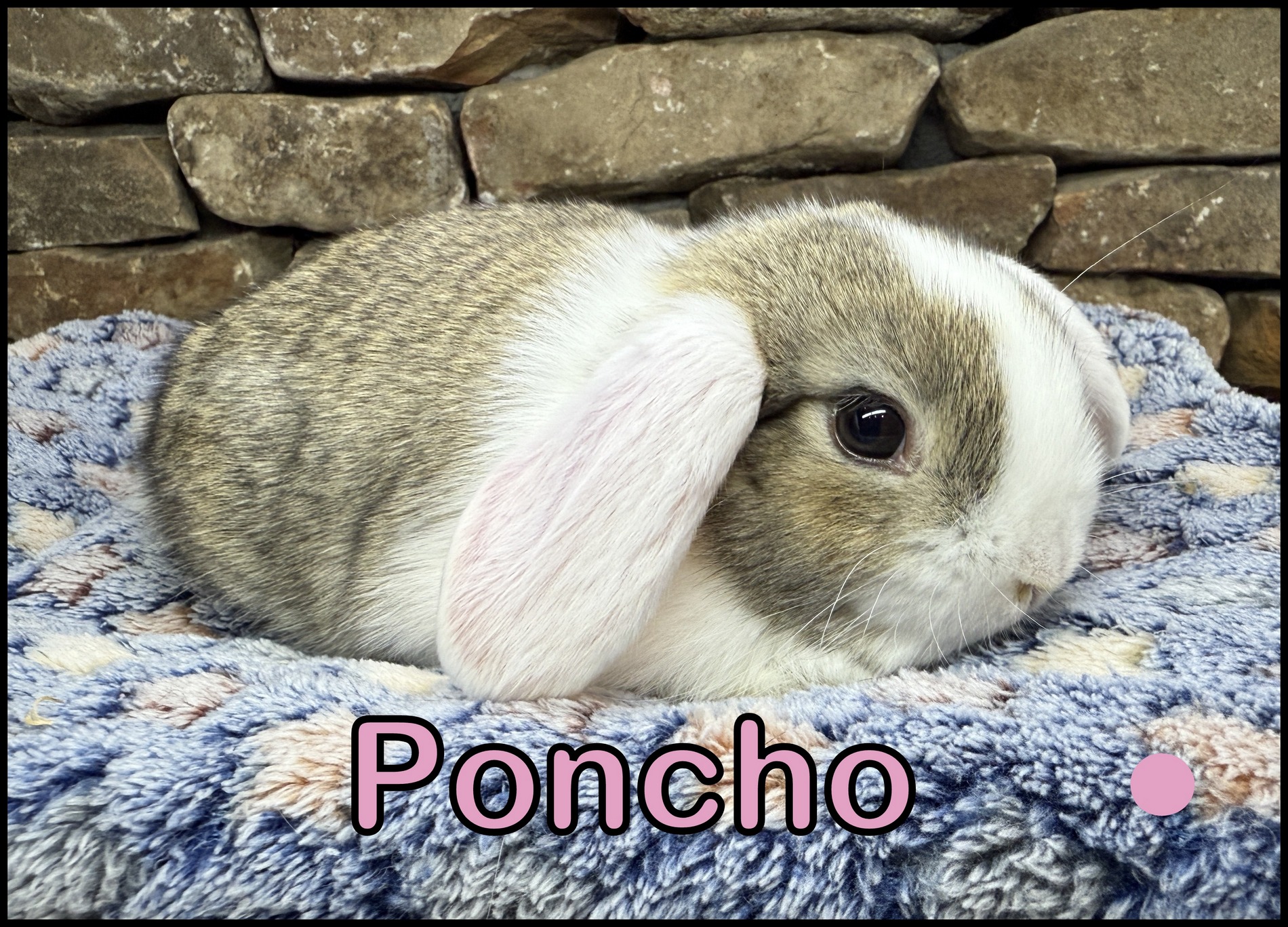 Holland Lop, Phyllis and Paolo’s VC Chestnut Doe-Poncho