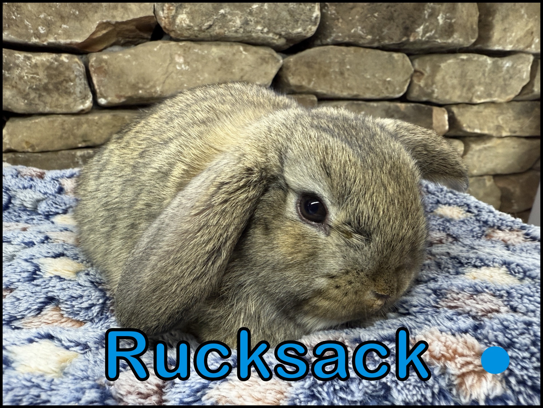 Holland Lop, Phyllis and Paolo’s VC Chestnut Buck-Rucksack