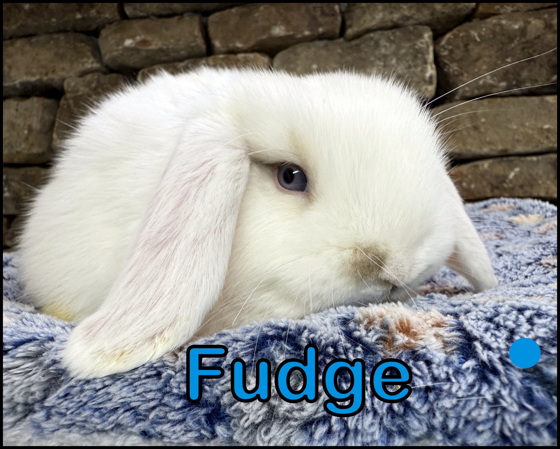 Holland Lop, Rotini and Yinyang’s Broken Chocolate Tort Buck-Fudge