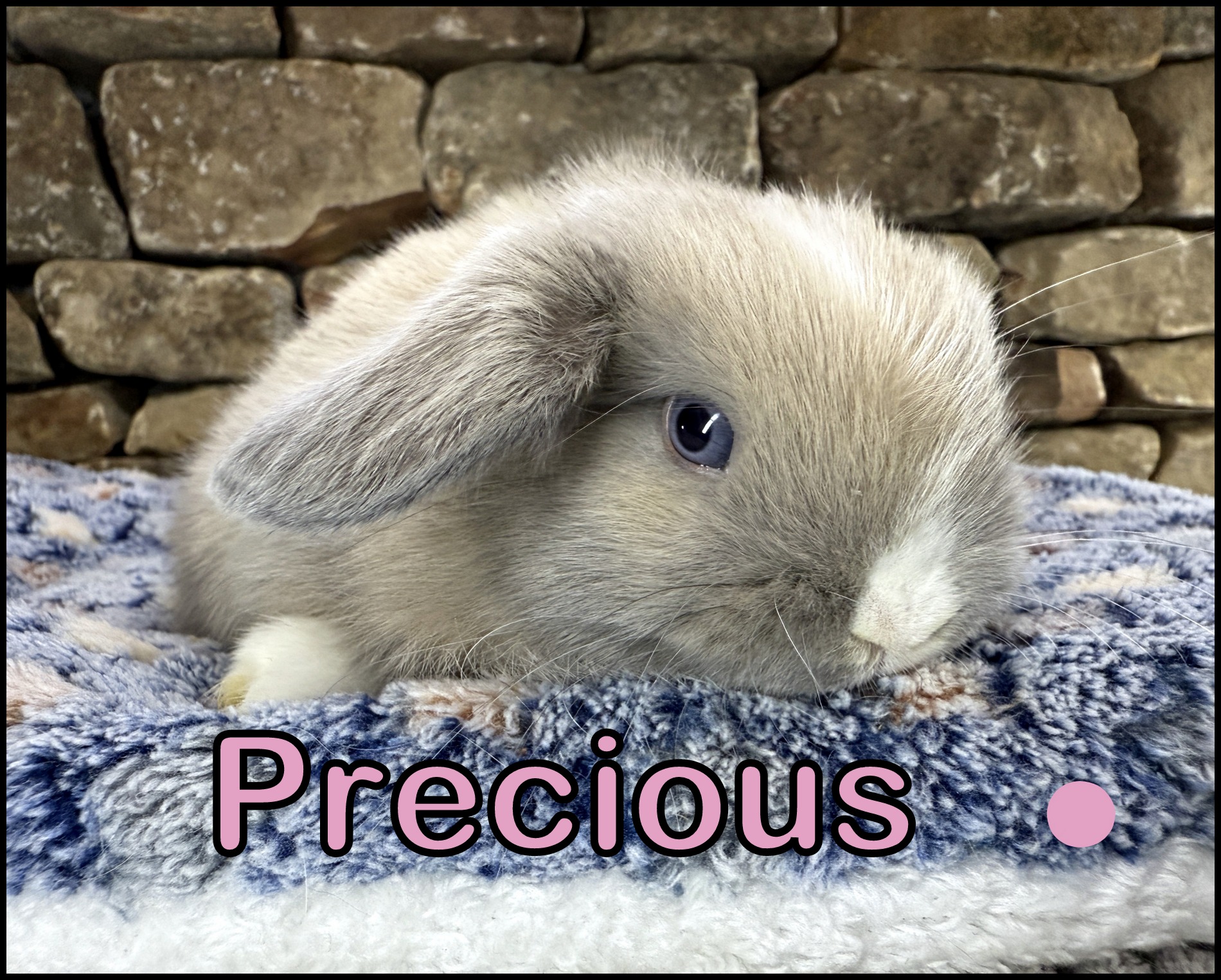 Holland Lop, Bella and Smokey’s VM Blue Tort Doe-Precious