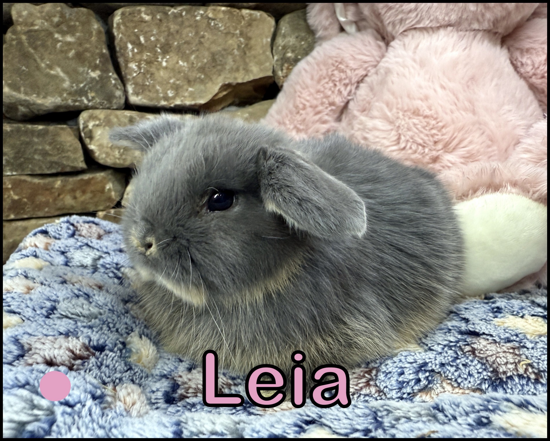 Holland Lop, Cinderella and Buddy’s Blue Otter Doe-Leia