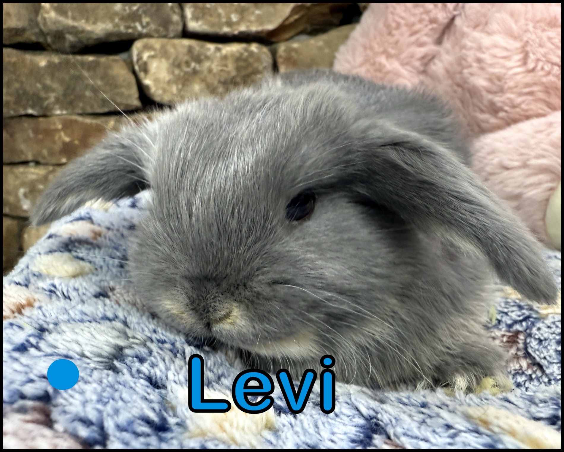 Holland Lop, Cinderella and Buddy’s Blue Otter Buck-Levi