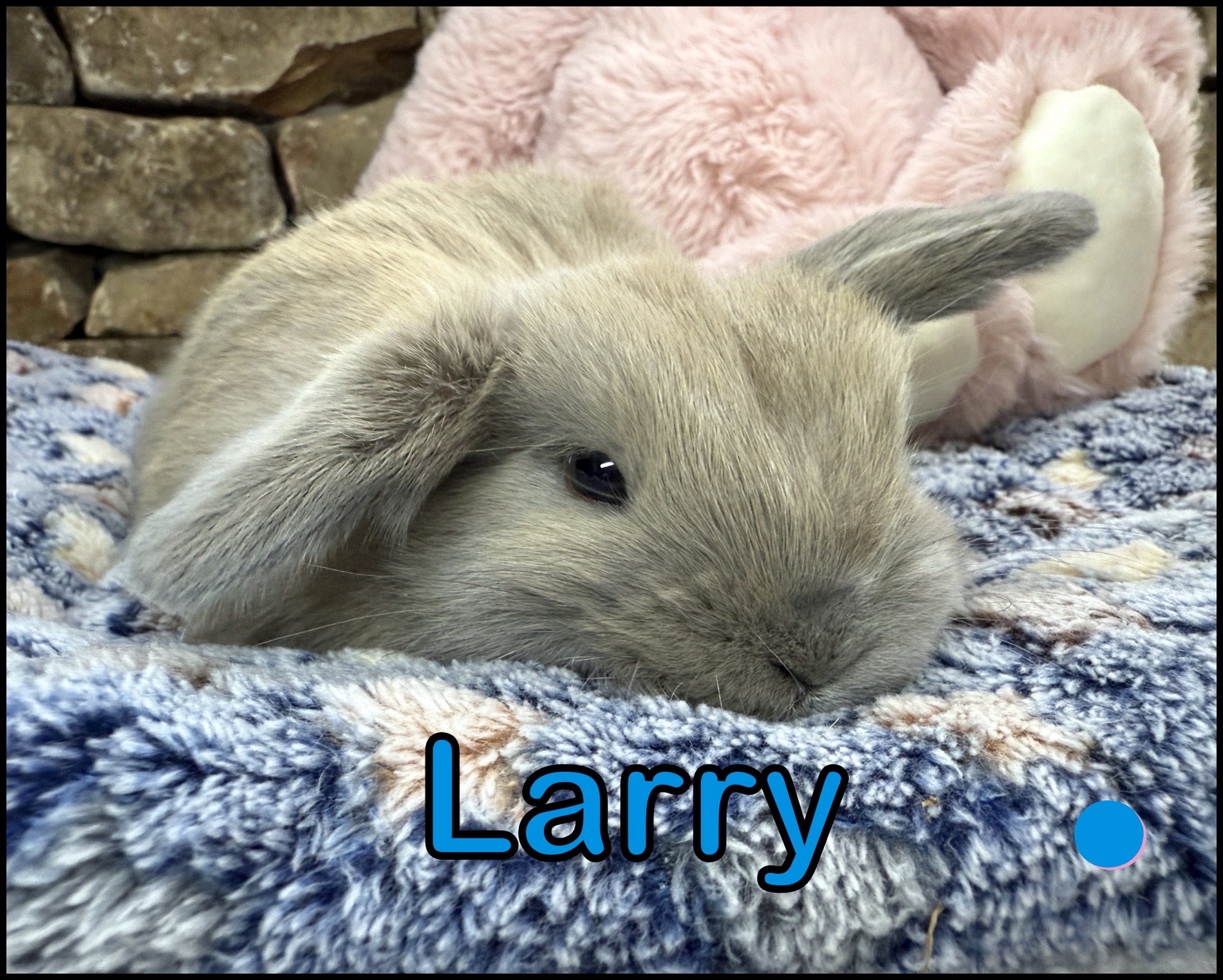Holland Lop, Cinderella and Buddy’s Blue Tort Buck-Larry
