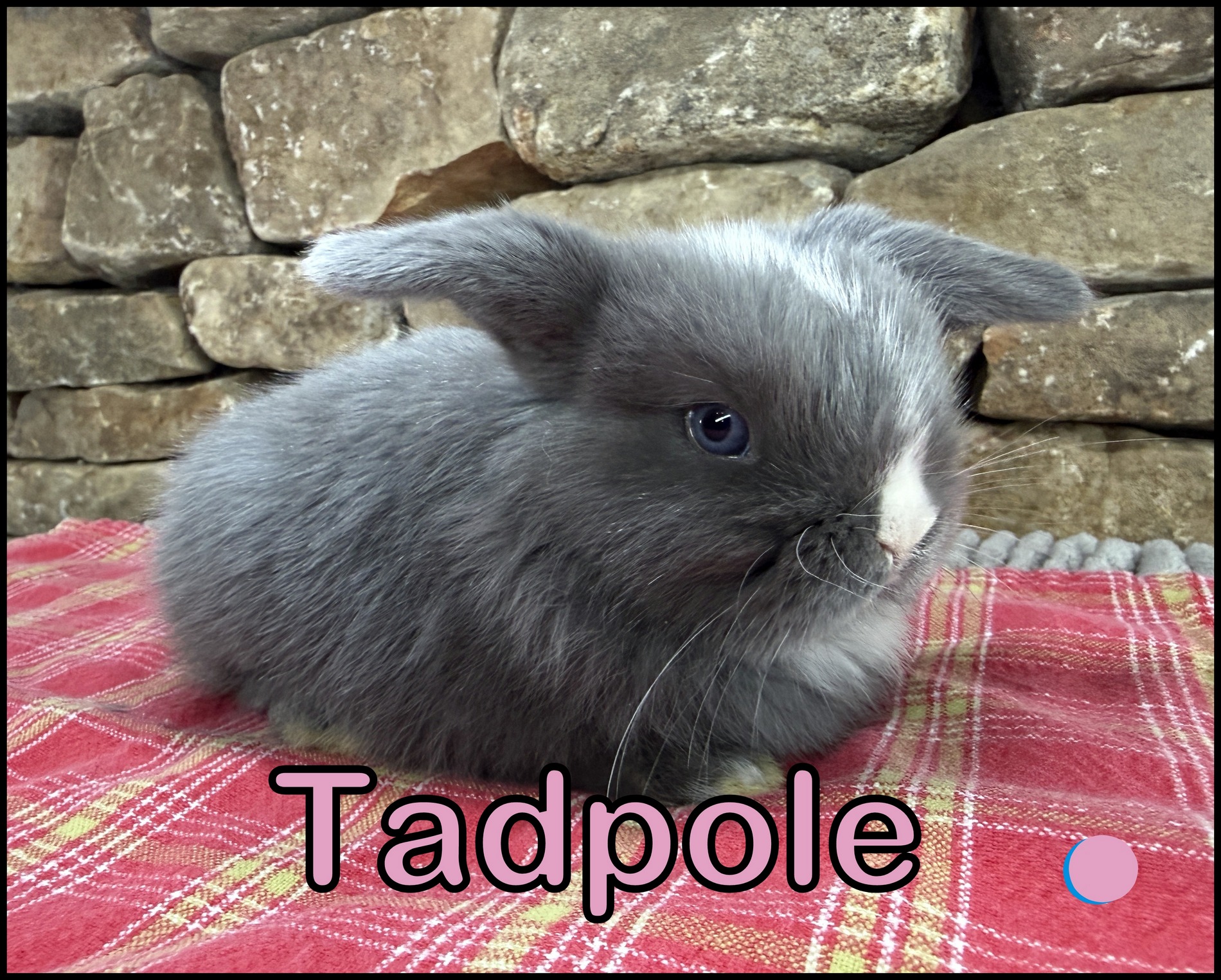 Holland Lop, Minky & Smokey’s VM Blue Buck-Tadpole