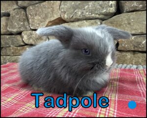 Holland Lop, Minky & Smokey's VM Blue Buck-Tadpole