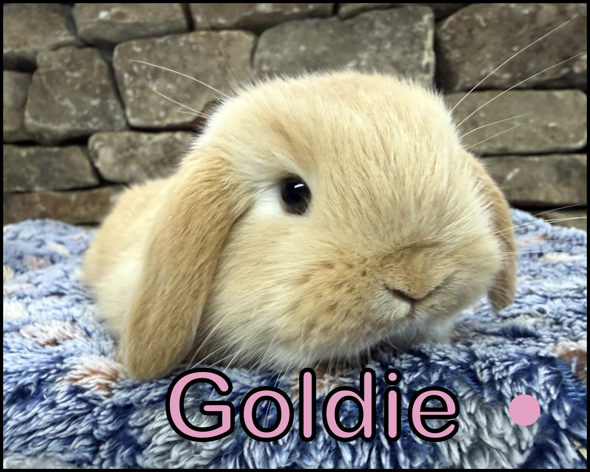 Holland Lop, Gucci and Dooley’s Orange Doe-Goldie (2nd payment (2 of 2))