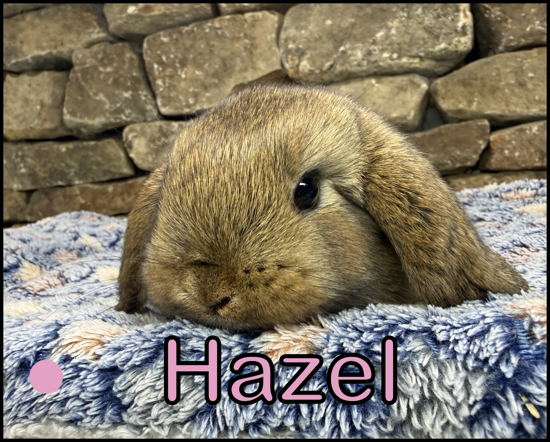 Holland Lop, Gucci and Dooley’s Chestnut Doe-Hazel
