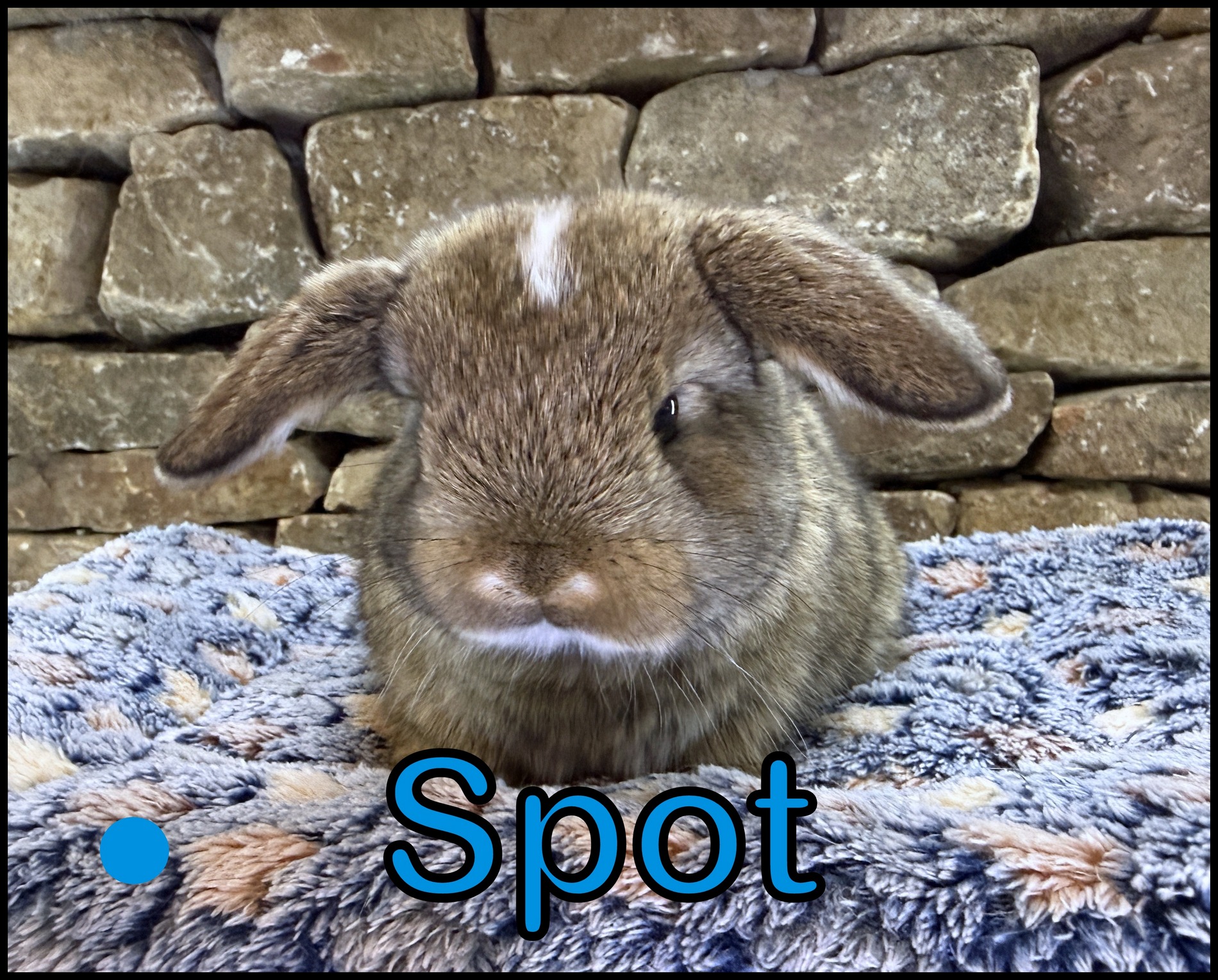 Holland Lop, Gucci and Dooley’s Marked, Chestnut Buck-Spot
