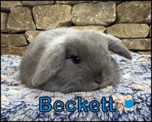 Holland Lop, Cinderella and Dash's Blue Buck-Beckett