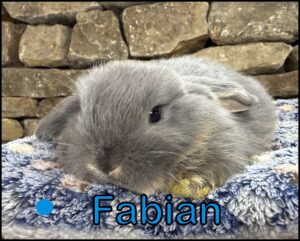 Holland Lop, Cinderella and Dash's Blue Otter Buck-Fabian