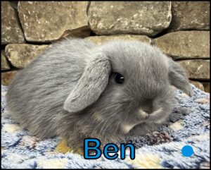 Holland Lop, Cinderella and Dash's Blue Otter Buck-Ben