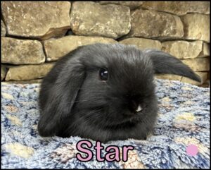 Holland Lop, Chai and Dash's Black Doe-Star