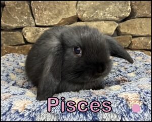 Holland Lop, Chai and Carbon's Black Doe-Pisces