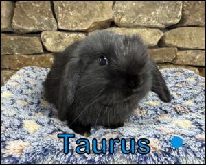 Holland Lop, Chai and Carbon's Black Buck-Taurus