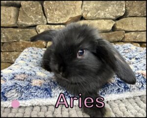 Holland Lop, Chai and Dash's Black Doe-Aries