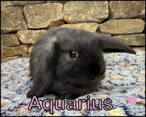 Holland Lop, Chai and Carbon's Black Doe-Aquarius