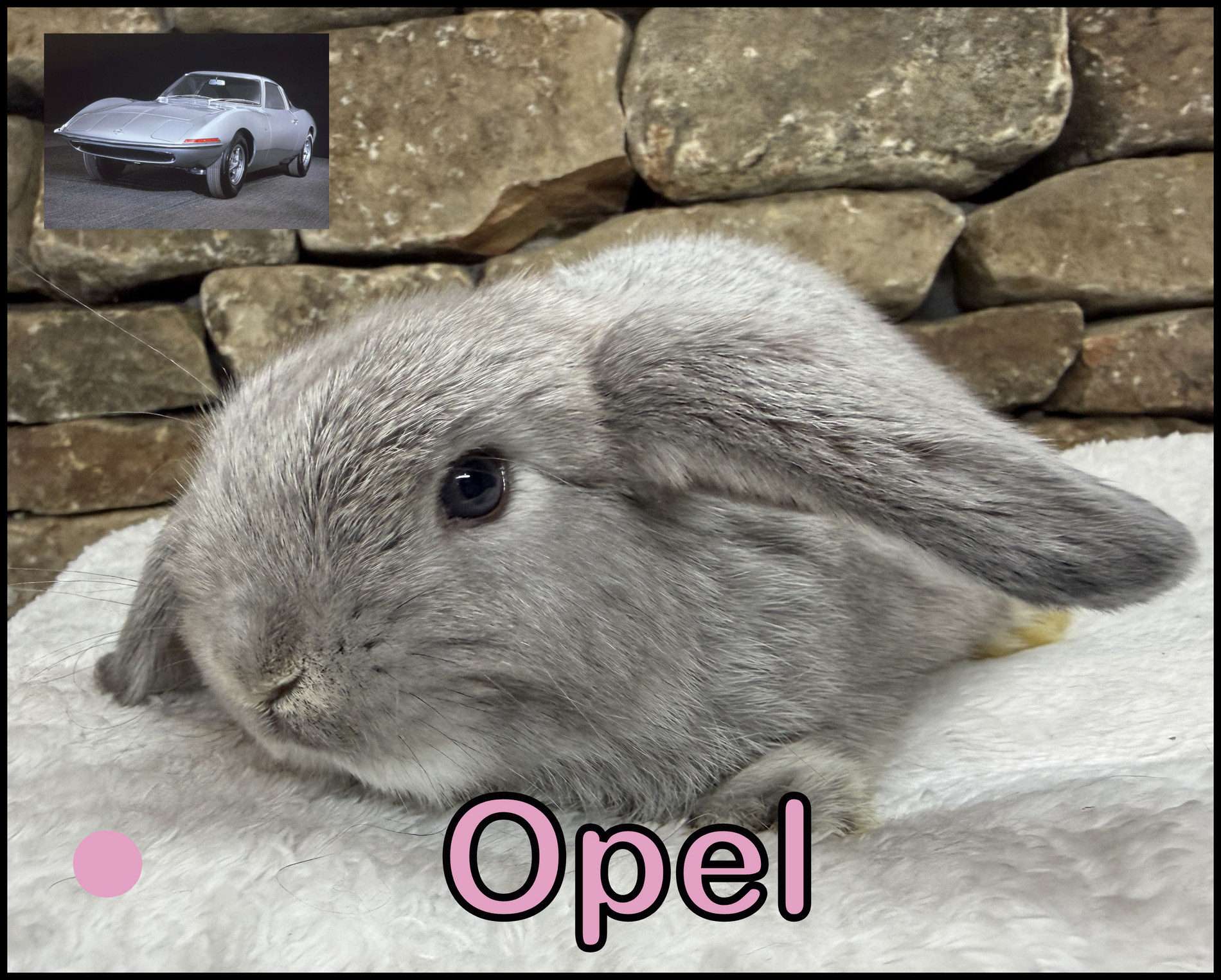Holland Lop, Phyllis and Yinyang’s VC Opal Doe-Opel