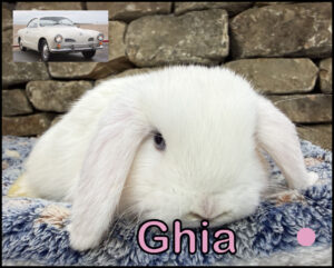 Holland Lop, Phyllis and Yinyang's BEW Doe-Ghia