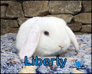 Holland Lop, Gucci and Dooley's BEW Buck-Liberty