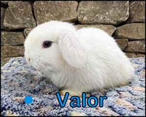 Holland Lop, Gucci and Dooley's BEW Buck-Valor