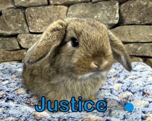 Holland Lop, Gucci and Dooley's Chestnut Buck-Justice