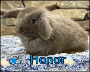 Holland Lop, Gucci and Dooley's Chocolate Buck-Honor