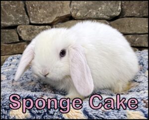 Holland Lop, Esther and Dooley's BEW Doe - Sponge Cake