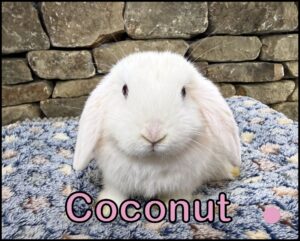 Holland Lop, Esther and Dooley's BEW Doe - Coconut