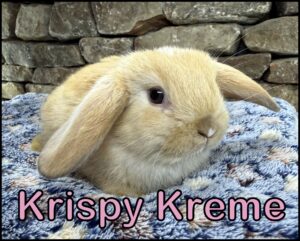 Holland Lop, Esther and Dooley's Marked VC Orange Doe - Krispy Kreme