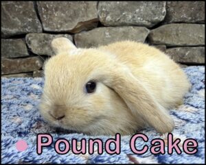Holland Lop, Esther and Dooley's Marked VC Orange Doe - Pound Cake