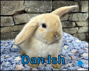 Holland Lop, Esther and Dooley's Marked VC Orange Buck - Dan Ish