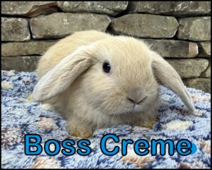 Holland Lop, Esther and Dooley's Marked VC Orange Buck - Boss Creme
