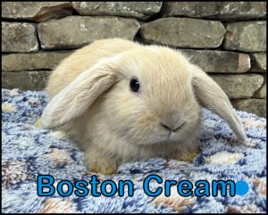 Holland Lop, Esther and Dooley's Marked VC Orange Buck - Boston Cream