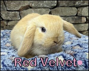 Holland Lop, Esther and Dooley's Red Doe-Red Velvet