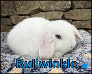 Holland Lop, Blossom and Yinyang's BEW Buck - Bullwinkle