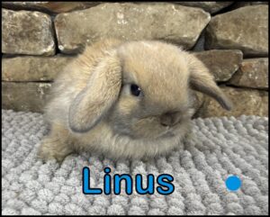 Holland Lop, Ballet and Yinyang's VC Black Tort Buck-Linus