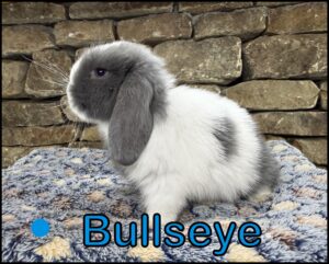 Holland Lop, Olivia and Dash's VM Chestnut Buck-Bullseye