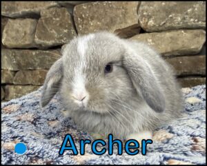 Holland Lop, Olivia and Dash's VM Opal Buck-Archer