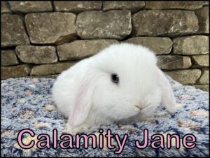 Holland Lop, Olivia and Dash's BEW Doe-Calamity Jane